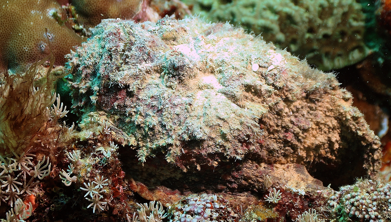 Sipadan_2015_Poisson Pierre_Synanceia verrucosa_IMG_2832_rc.jpg